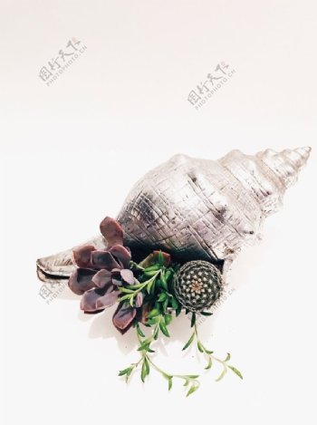 海螺和植物