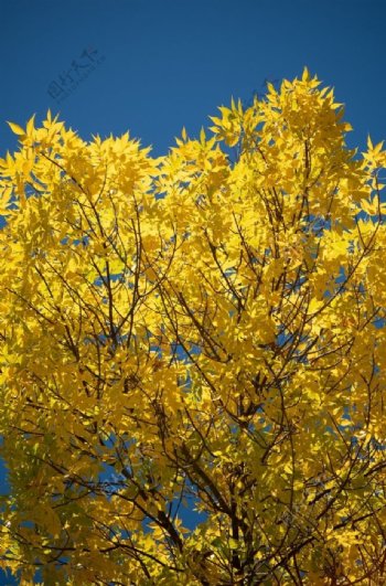 黄色树叶树木素材