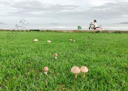 海边的蘑菇