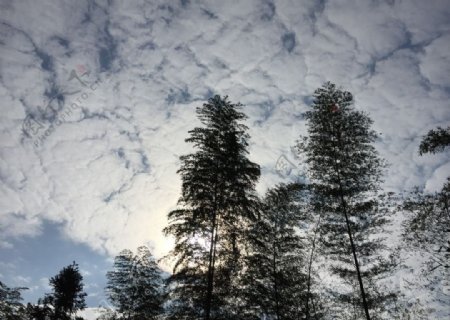 竹林与天空