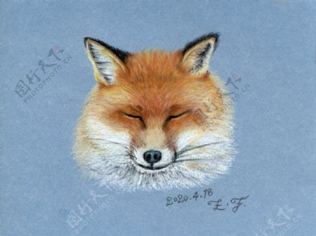 彩铅手绘狐狸
