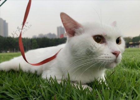 在草地坐着的猫