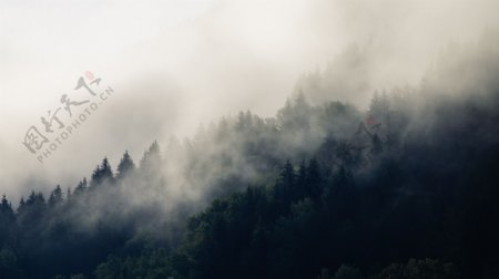 森林云雾树木山坡风景
