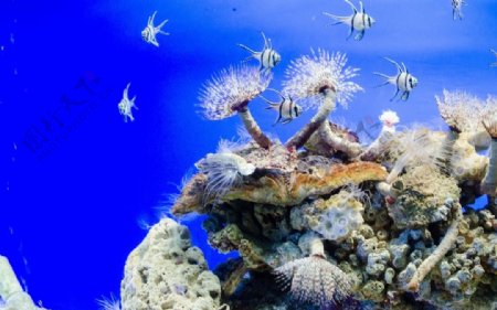 大海珊瑚