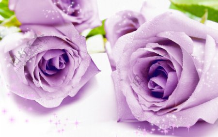 玫瑰花紫色玫瑰花