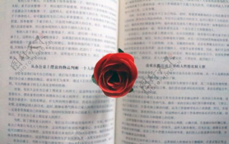 玫瑰书