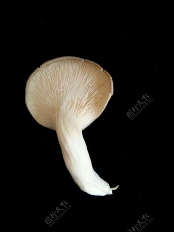 平菇食用蘑菇新鲜菌类营养