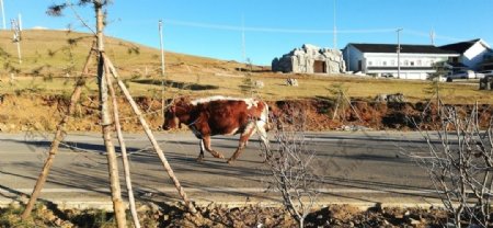 乡村公路上的牦牛