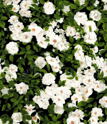绿叶白花白色花