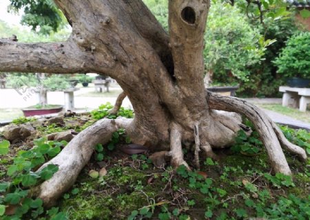 古树树根