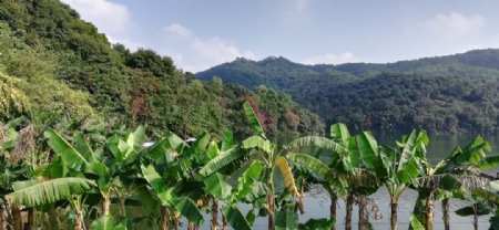 山水香蕉树林风景
