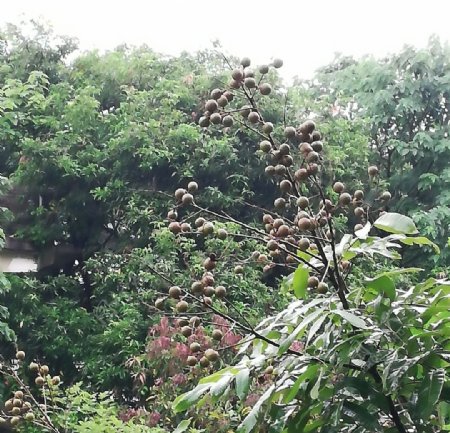 桂圆果树