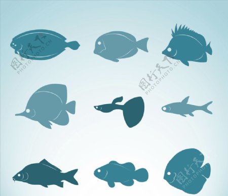 鱼类品种