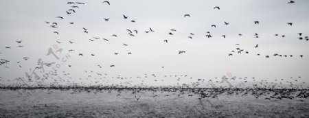 大海海水海鸟飞鸟风景图片