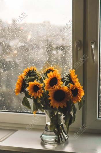 窗台上的向日葵图片