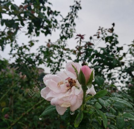 雨滴玫瑰花花骨朵图片