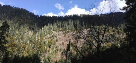 高山松树林图片