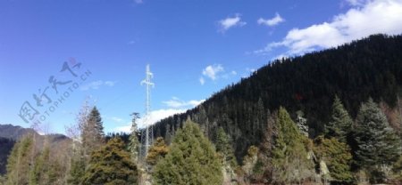高山松树风景图片