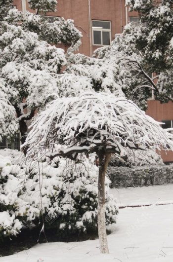 校园白色雪景图片