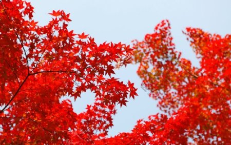 秋天景色图片