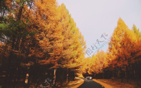秋天景色图片