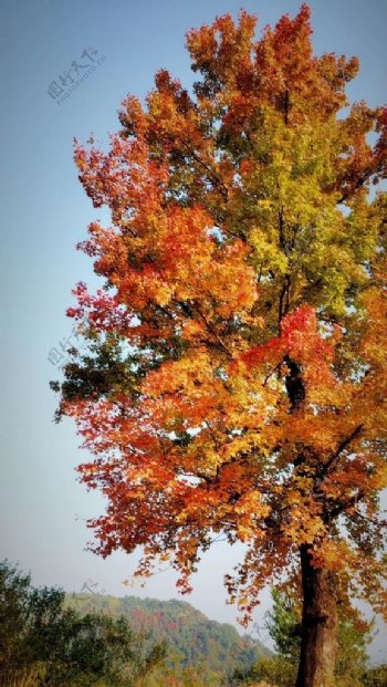 秋树图片