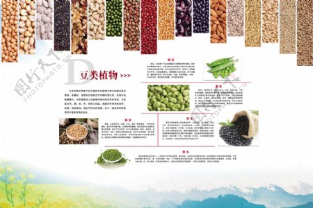 豆类植物图片