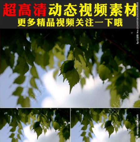 蓝天白云植物树树叶视频素材