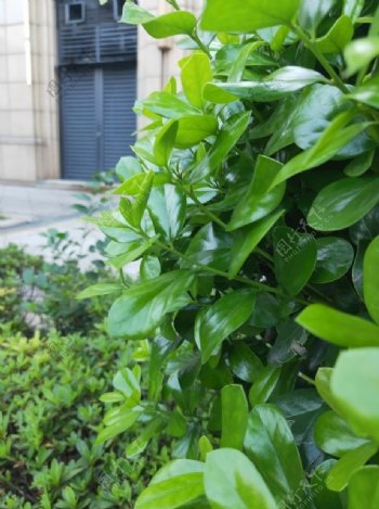 城市植物特拍绿色街道图片