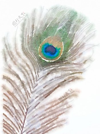 水彩插画鸟图案图片
