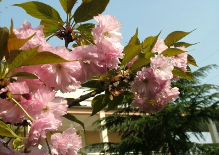 樱花摄影作品图片