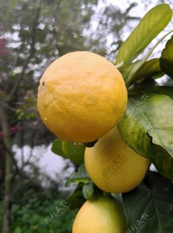 庭院中的柠檬图片
