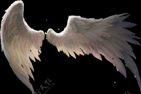 天使翅膀白色纯洁PNG图片