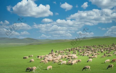 草原上觅食的羊群图片