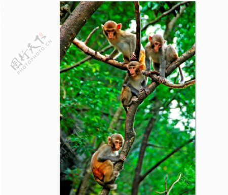 凤山巴腊猴山猴子图片