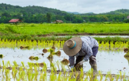 水稻稻田种植农业背景海报素材图片