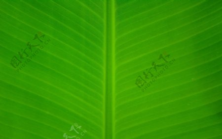 植被热带植被叶片图片