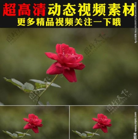 娇艳红色玫瑰花瓣花朵盛开视频