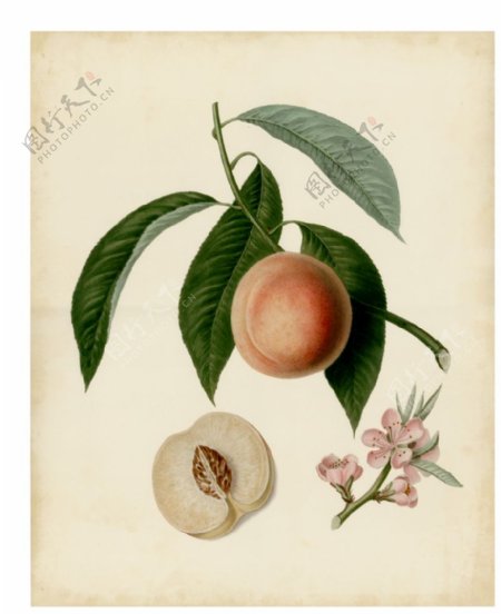 美式桃子水果复古装饰画图片