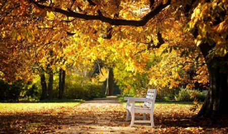 秋天公园树下的长椅图片