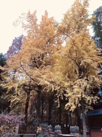秋天树木园林建筑风景图片