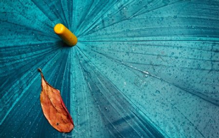 蓝色雨伞伞面枫叶背景海报素材图片