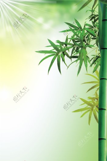 竹子背景海报图片