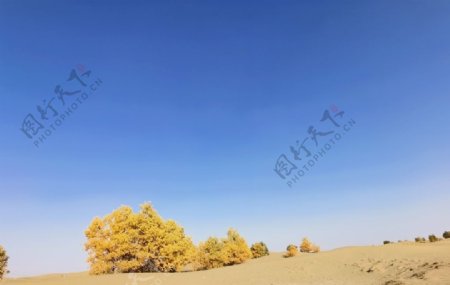 胡杨沙漠蓝天干旱自然奇图片
