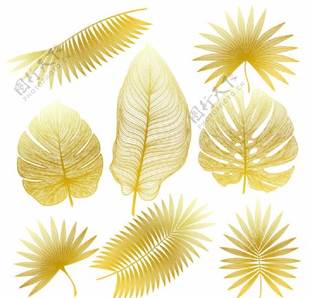 黄色热带植物树叶图片