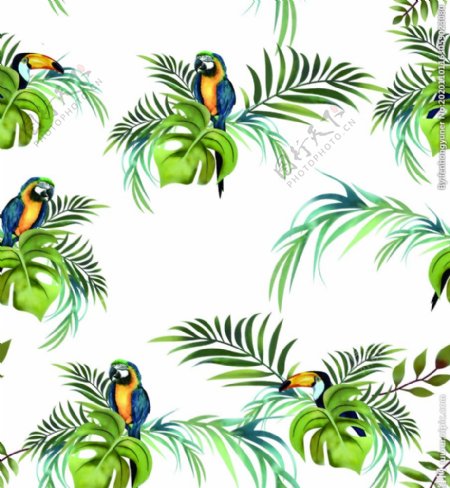 热带鸟和植物图片