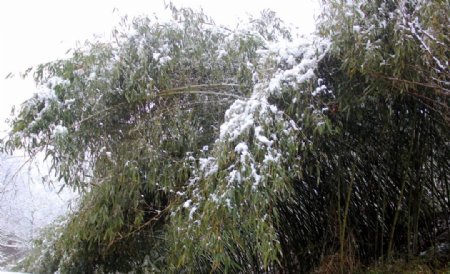 竹子积雪图片