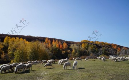 草原羊群图片