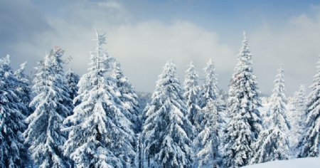 美丽的冬天雪松图片