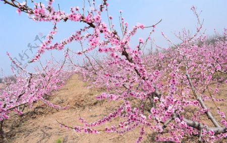 三月桃花园图片